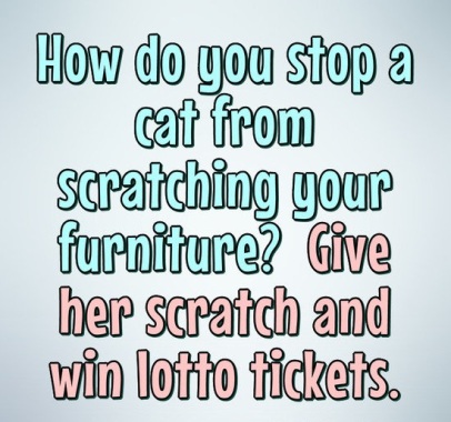 scratch cat