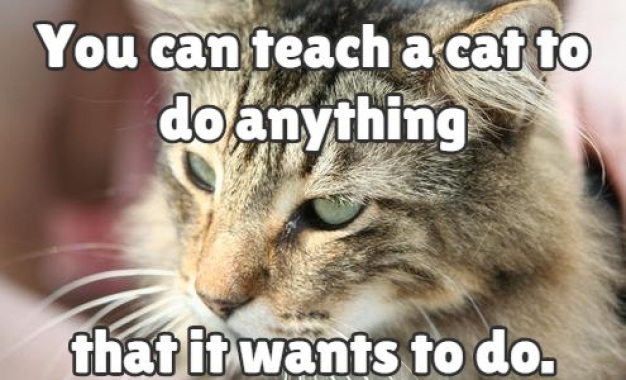 teach cat to do